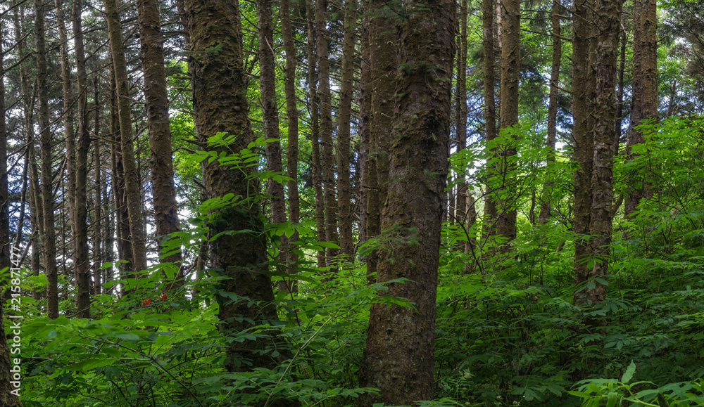 Wood tree trunks stand out from the green foliage of a rainforest in Pacific Northwest. Wood tree trunks stand out from the green foliage of a rainforest in Pacific Northwest.