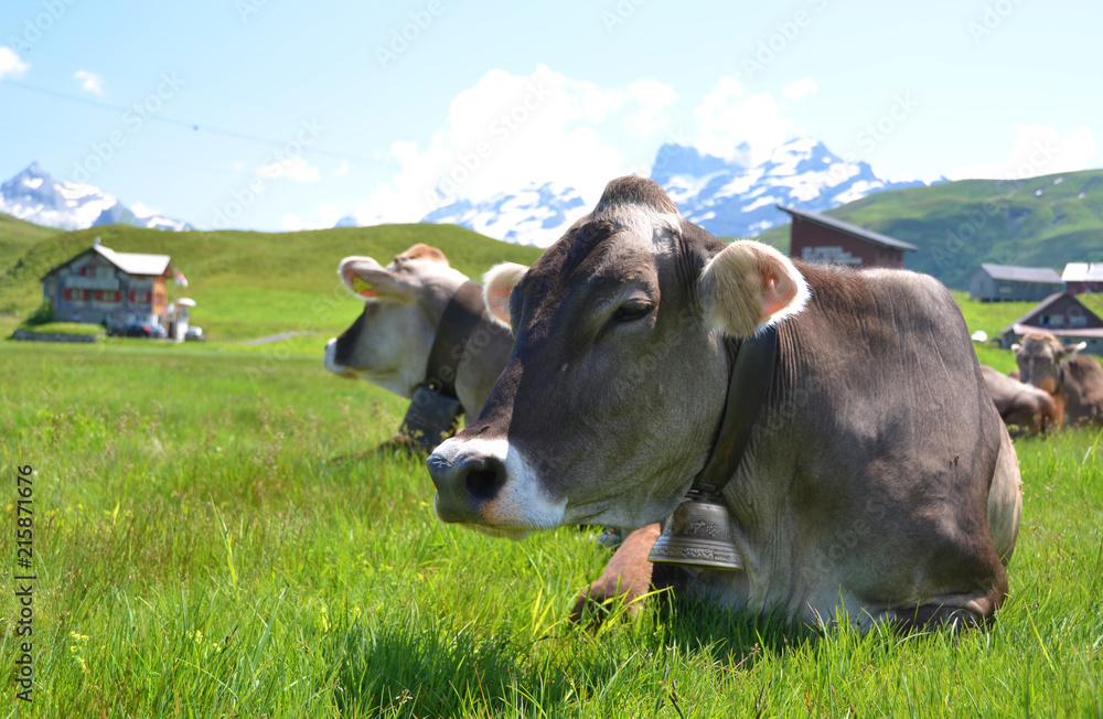 Cows in an Alpine meadow. Melchsee-Frutt, Switzerland Cows in an Alpine meadow. Melchsee-Frutt, Switzerland