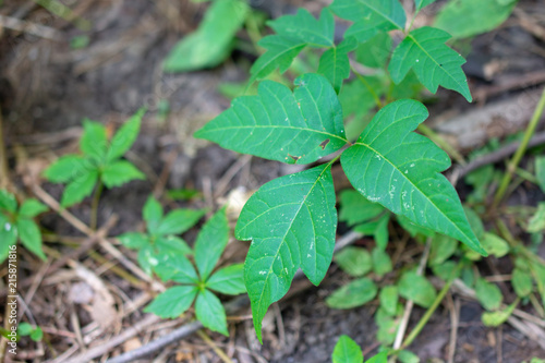 Poison Ivy Plant Among Other Green Plants In Woods