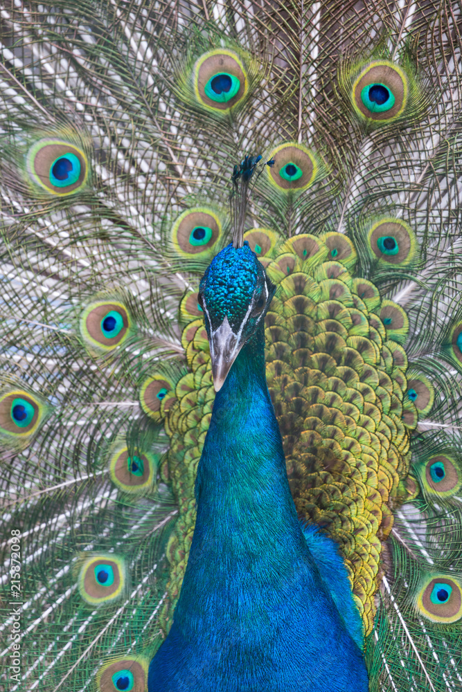 Obraz premium peacock with green and blue tail closeup