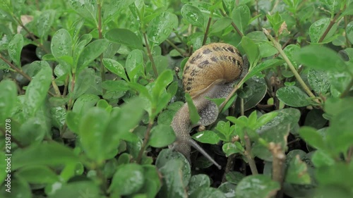 4 k snail in natural environment among the green leaves after rain, moving and sleeping photo