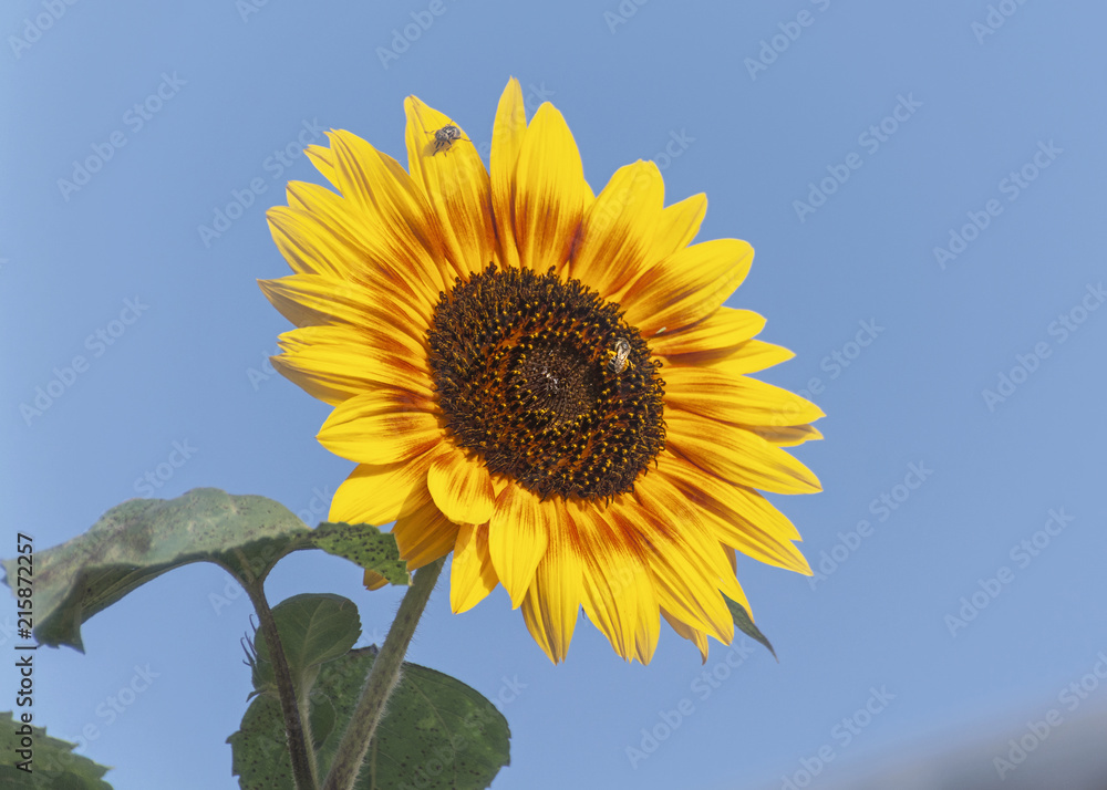 beautiful bi-color sunflower being visited by a bee and a colorful fly against a clear blue sky beautiful bi-color sunflower being visited by a bee and a colorful fly against a clear blue sky