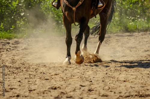 brown horse feet making dust in sand field © Martins Vanags