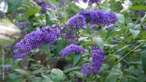 blauer Schmetterlingsflieder photo