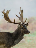 Single fallow Deer (Dama dama) stag, taken in UK