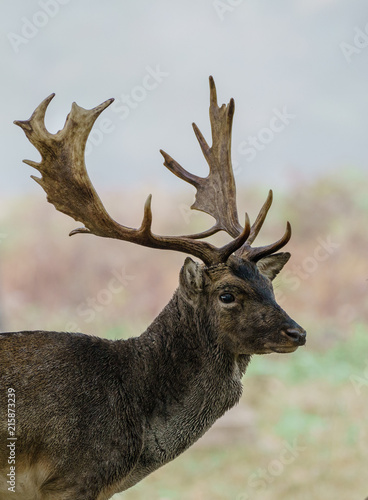Single fallow Deer (Dama dama) stag, taken in UK