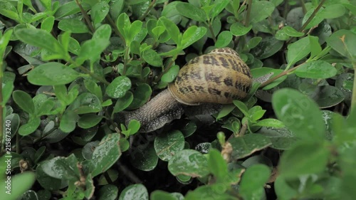 4 k snail in natural environment among the green leaves after rain, moving and sleeping photo