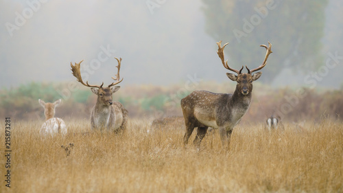 fallow Deer  Dama dama  stags on a foggy morning in England