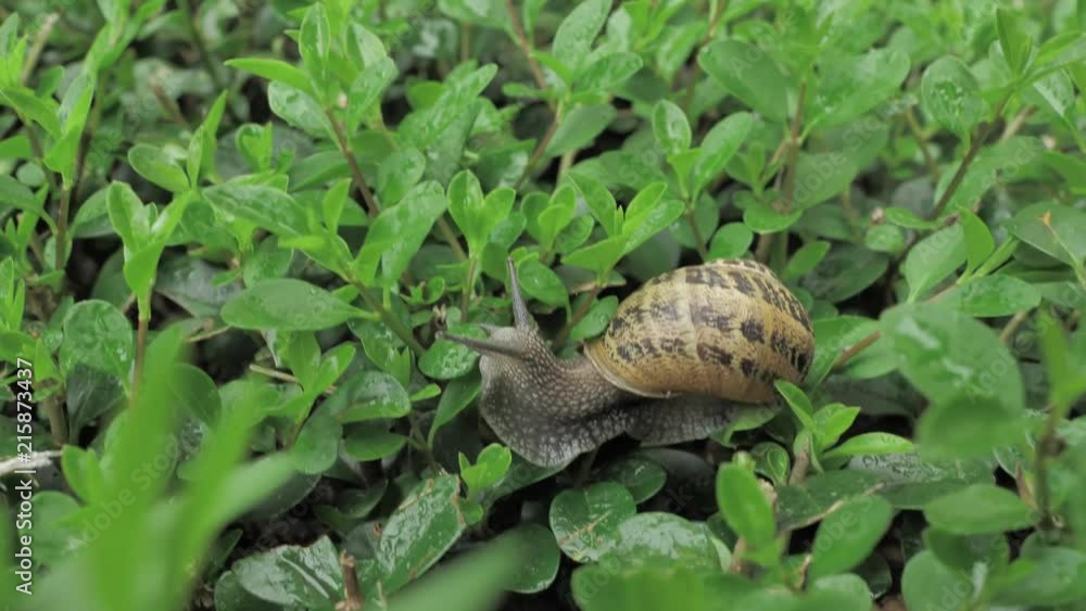 4 k snail in natural environment among the green leaves after rain, moving and sleeping 4 k snail in natural environment among the green leaves after rain, moving and sleeping