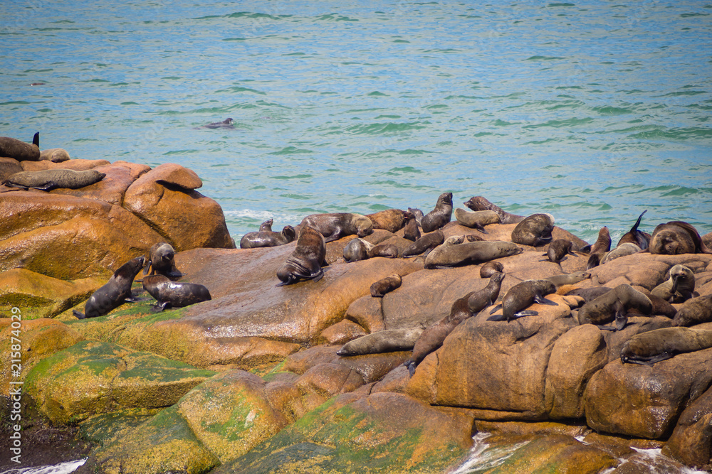 Fototapeta premium Sea wolves on the rocks in Cabo Polonio, coast of Uruguay