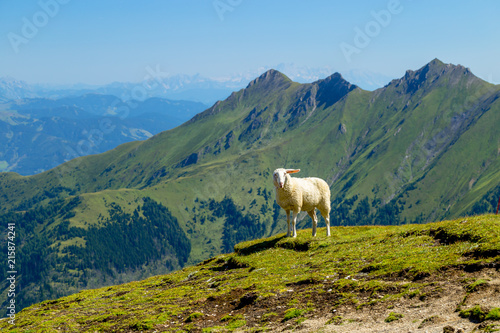 Beautiful Views of the Mountain Ridge and the Rugged and Distant Alpine Peaks with Cute White Sheep © SaKaLovo