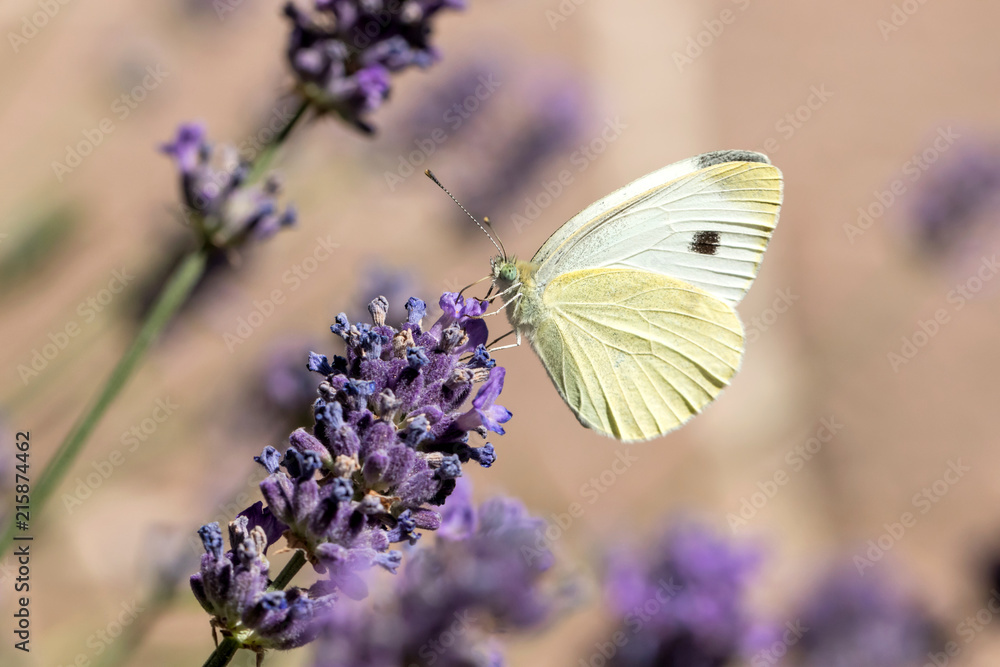 small cabbage white (Pieris rapae) on lavender small cabbage white (Pieris rapae) on lavender