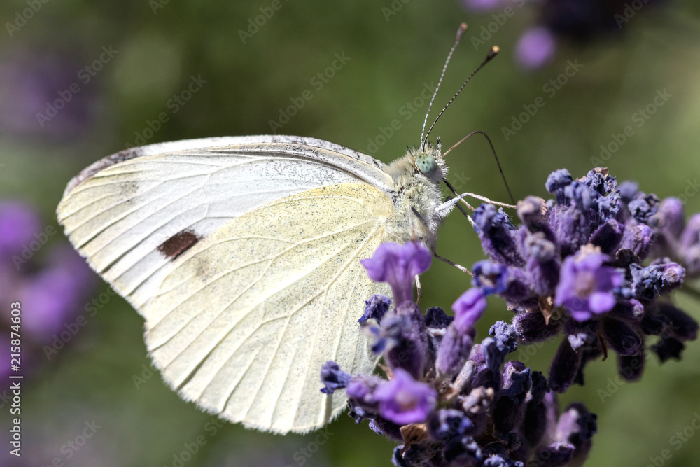 small cabbage white (Pieris rapae) on lavender small cabbage white (Pieris rapae) on lavender