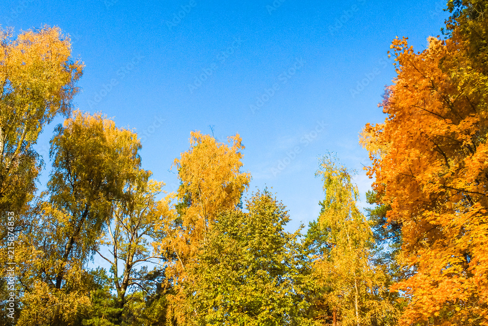 Beautiful autumn forest. Yellow and orange trees against the blue sky
