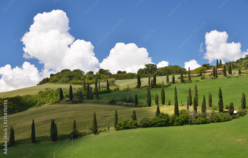 Cypress trees along winding rural road. Tuscany, Italy