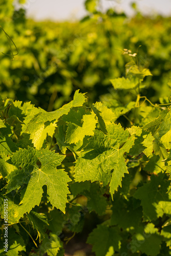 Green wine leaves