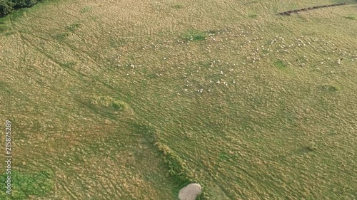 Moutons sur colline