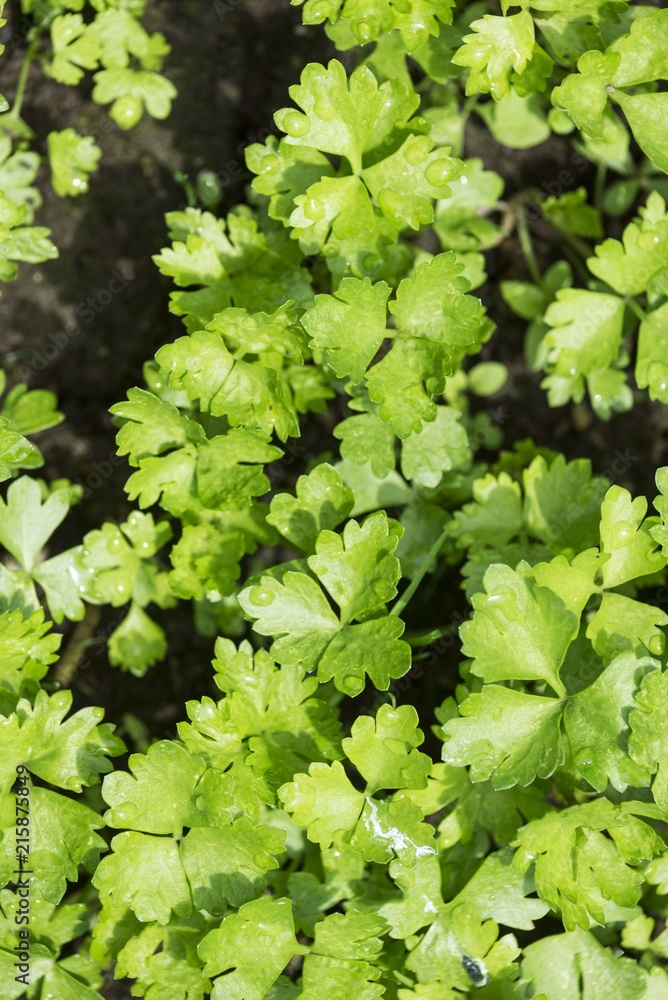 parsley leaf from above. top view parsley parsley leaf from above. top view parsley