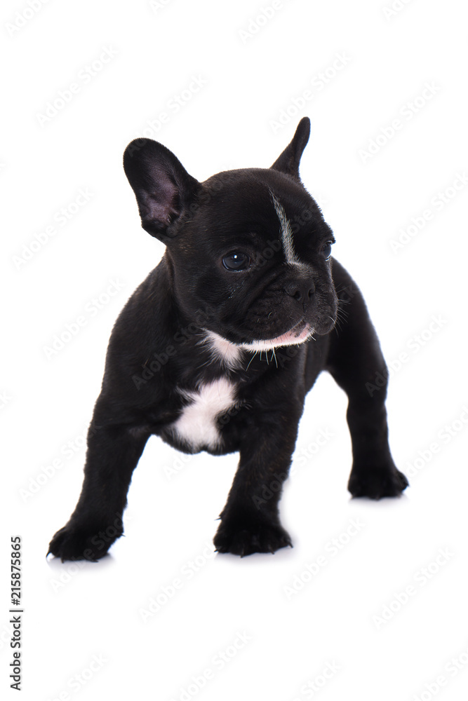 Fototapeta premium Französischer Bulldoggenwelpe isoliert auf weißem Grund