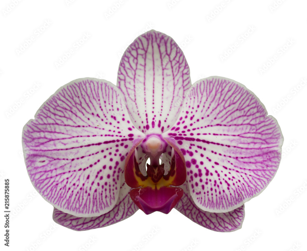 Fototapeta premium Orchird Flower Isolated on White