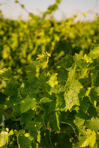 Green wine leaves