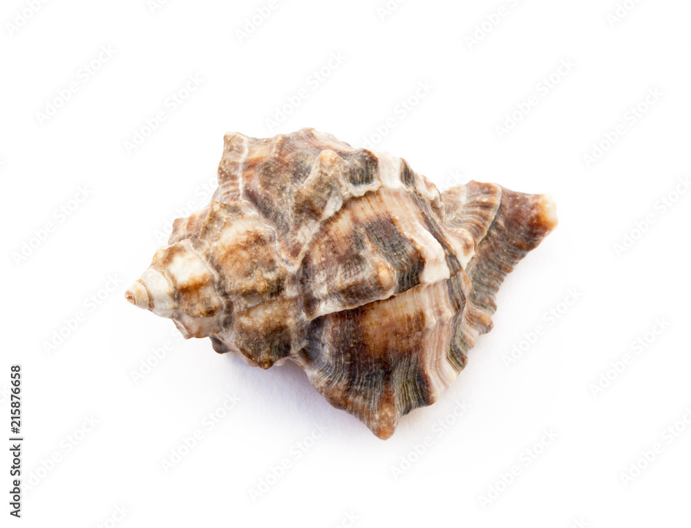 Exotic sea shells isolated on white background Exotic sea shells isolated on white background