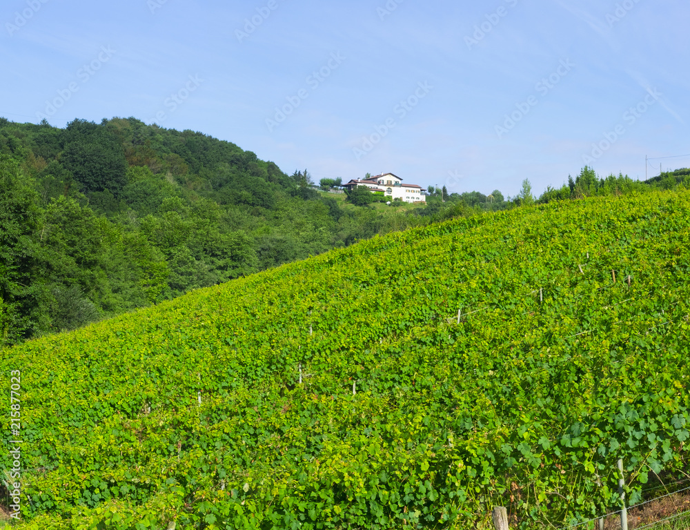 Landscape view of farm in Zarautz, Basque Country, Spain with green rows of plants at field with house Landscape view of farm in Zarautz, Basque Country, Spain with green rows of plants at field with house