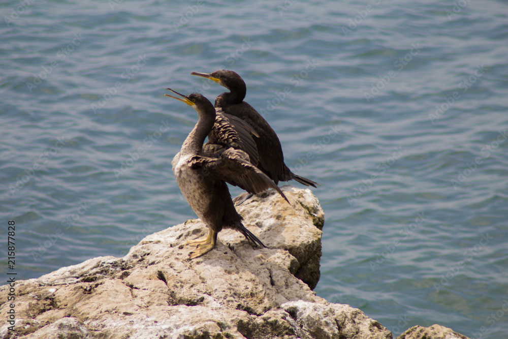 coppia di cormorani sullo scoglio