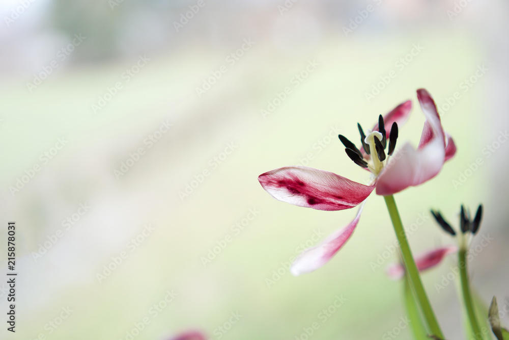 Fototapeta premium kwiat 