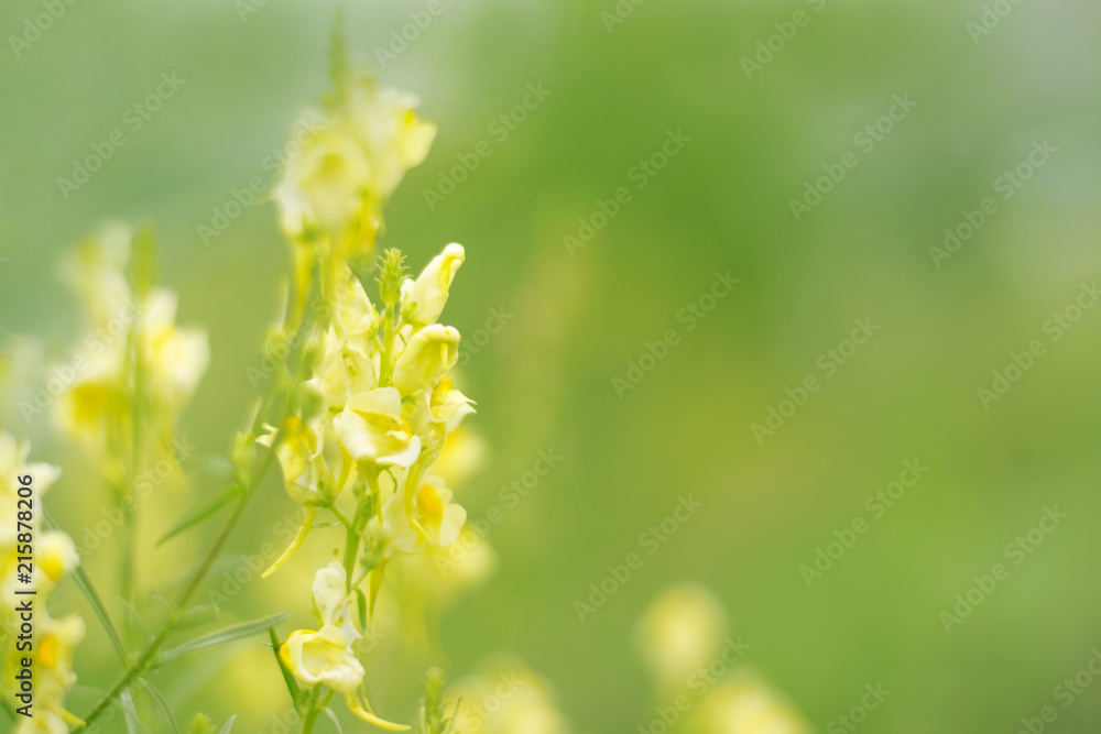.Yellow wildflowers on a blurred green background. .Yellow wildflowers on a blurred green background.