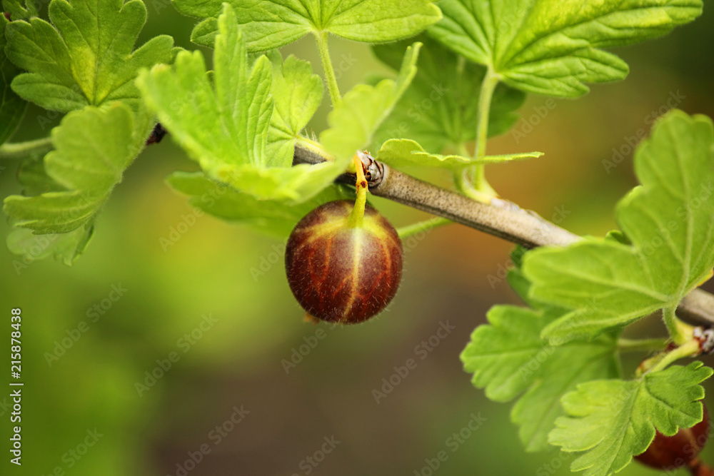 Obraz premium Fresh gooseberry (Latin Ríbes úva-críspa) on a branch in the garden. Add healthy and tasty fruit to your diet. Dietary and vegetarian product. Selective focus, copy space, side view.