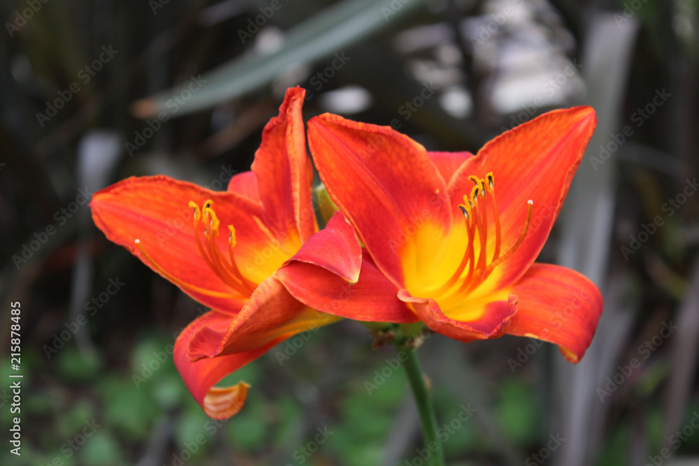 fire flower