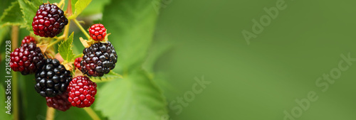 Fresh blackberry (Rubus fruticosus) on a branch in the garden. Add healthy and tasty fruit to your diet. Dietary and vegetarian product. Selective focus, copy space, side view. Banner. photo