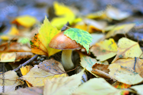 Autumn morning background with an eatable wild mushroom and yellow leafs