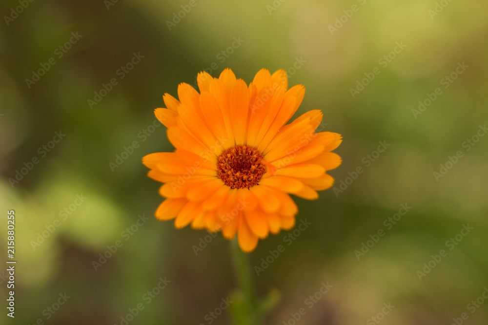 Blume Blume