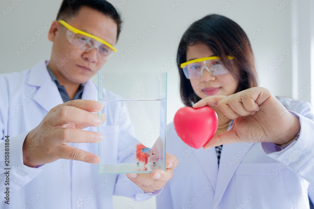 Scientist or Doctor Young female holding red heart rubber model and Male holding Siamese fighting fish tank in laboratory.Concept animal health care and Medical image.selective focus image. Scientist or Doctor Young female holding red heart rubber model and Male holding Siamese fighting fish tank in laboratory.Concept animal health care and Medical image.selective focus image.