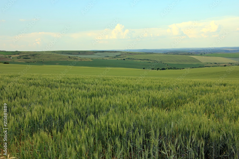 Grain crops up to the horizon - green wheat 
