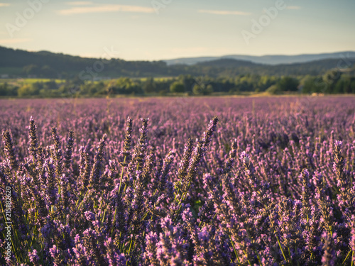 Lavender fields, Valensole, Provence, France