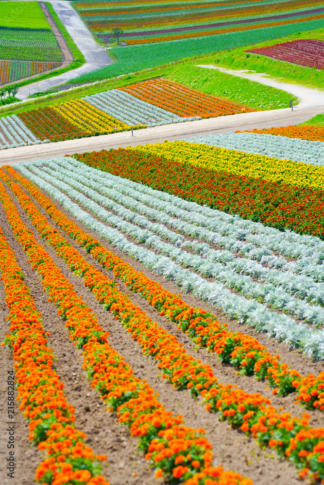 北海道の花畑 Stock Photo Adobe Stock 北海道の花畑 Stock Photo Adobe Stock