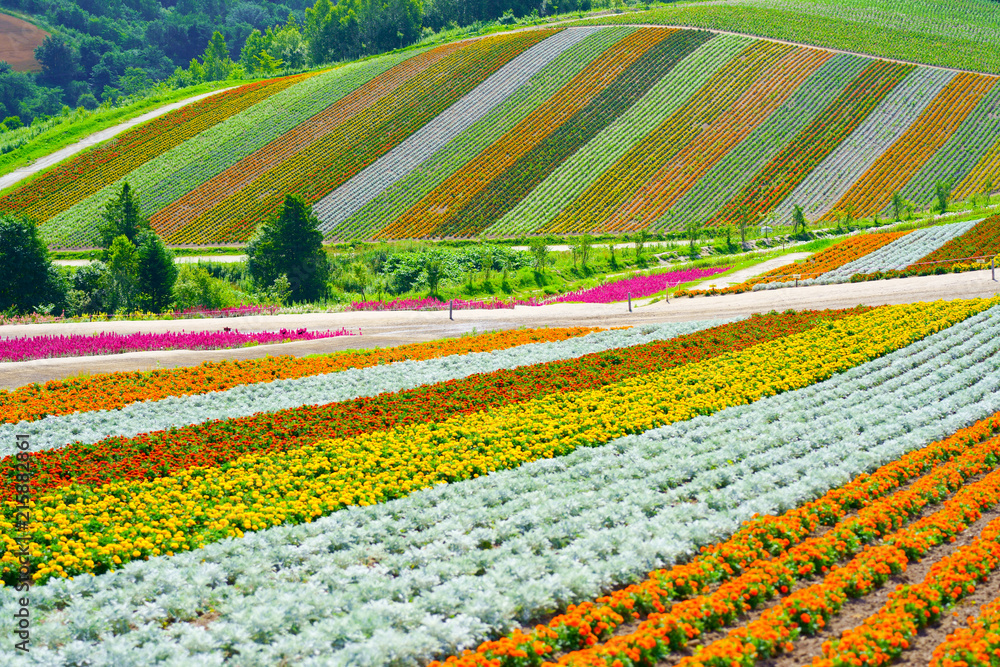 北海道の花畑 Stock Photo Adobe Stock 北海道の花畑 Stock Photo Adobe Stock