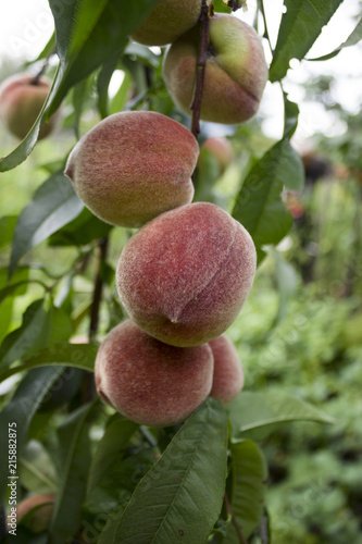Ripe peaches hanging on the tree, beautiful and useful fruits, harvest