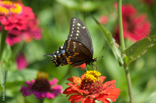 Butterfly Landing on a Flower