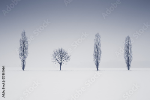 Fototapeta Differently shaped trees, winter alley