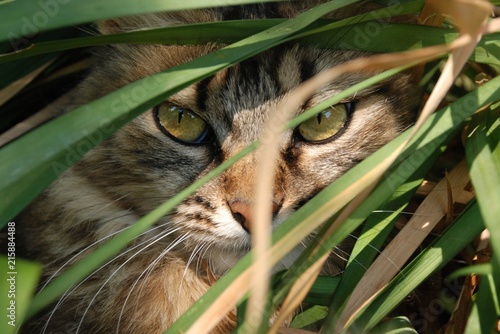 chat caché dans les herbes