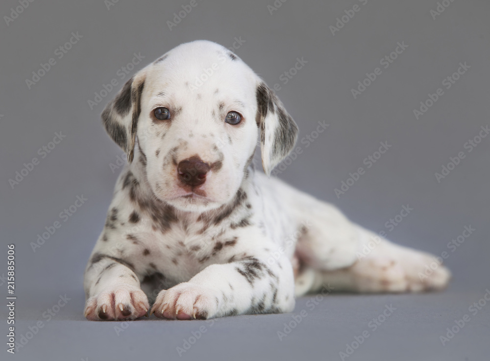 Puppy dalmatian dog Puppy dalmatian dog