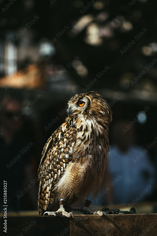 Brown Owl Brown Owl