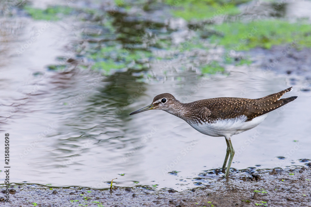 Fototapeta premium Water bird Broad billed Sandpiper. Limicola falcinellus