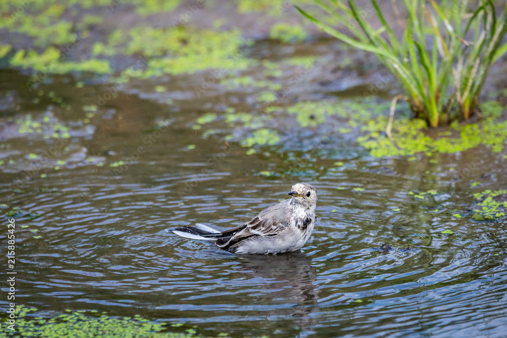 White Wagtail or Motacilla alba is bathed in water. Wagtails is a genus of songbirds. Wagtail is one of the most useful birds. It kills mosquitoes and flies, which deftly chases in the air White Wagtail or Motacilla alba is bathed in water. Wagtails is a genus of songbirds. Wagtail is one of the most useful birds. It kills mosquitoes and flies, which deftly chases in the air