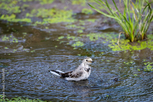 White Wagtail or Motacilla alba is bathed in water. Wagtails is a genus of songbirds. Wagtail is one of the most useful birds. It kills mosquitoes and flies, which deftly chases in the air