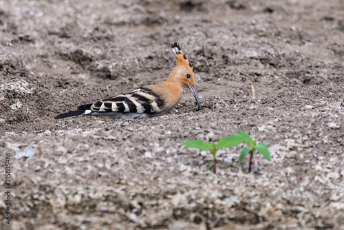 Eurasian Hoopoe or Common hoopoe or Upupa epops